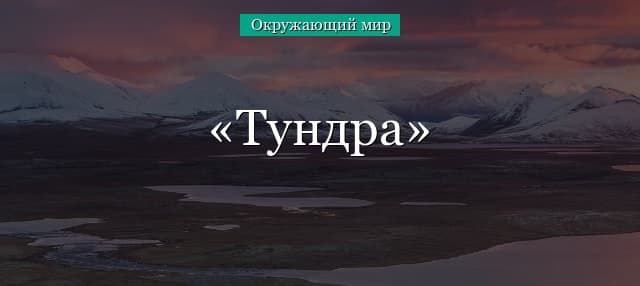 Тундра (окружающий мир 2 класс) – схемы питания, зоны, животные