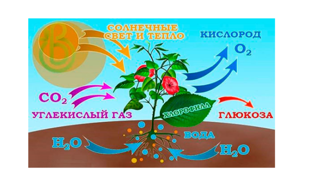 Удивительные свойства воды &ndash; краткое описание опыта (физика 7 класс)