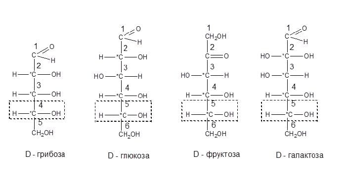 Углеводы &ndash; классификация и свойства в таблице, общая формула (химия, 10 класс)