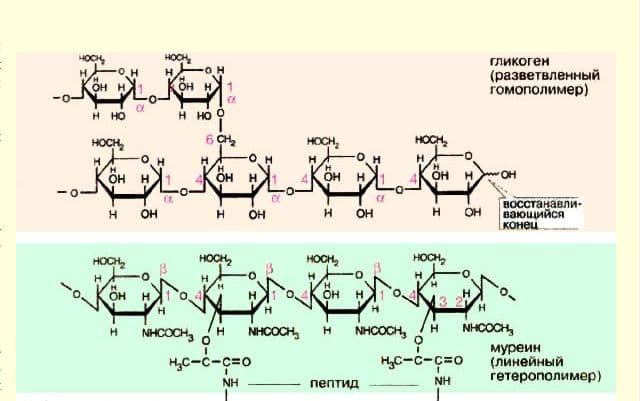 Углеводы &ndash; классификация и свойства в таблице, общая формула (химия, 10 класс)