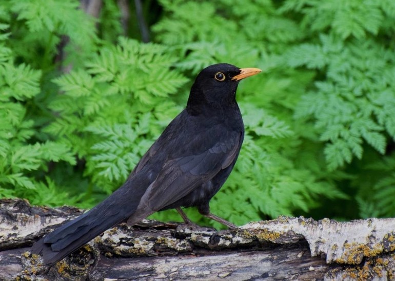 Умеренно-континентальный климат &mdash; характеристика, описание и особенности условий