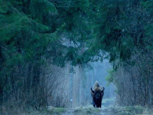 В какой природной зоне расположена Беларусь, где находится Белоруссия