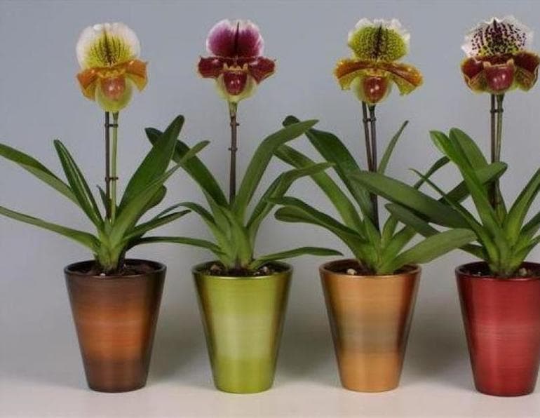 Венерин башмачок &mdash; фото и описание растения, занесенного в Красную книгу