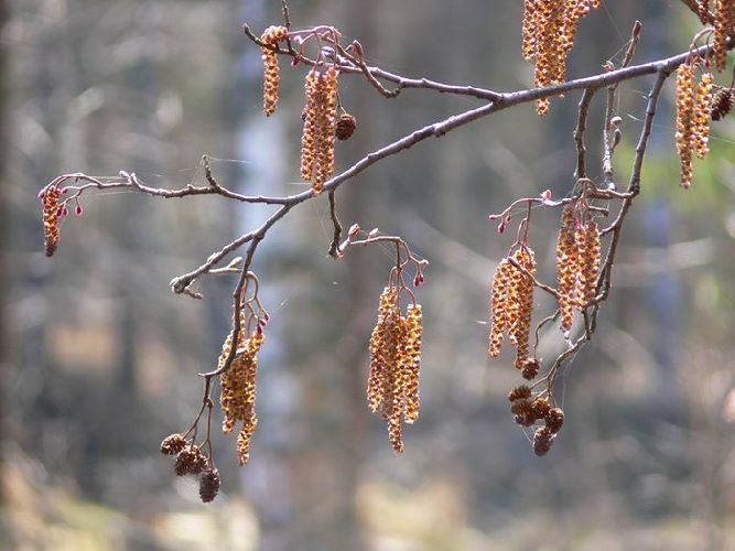 Весенние явления природы &ndash; природные сезонные явления,&nbsp;какие бывают  весной, примеры кратко (2 класс)