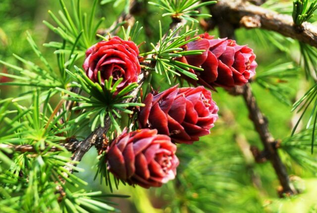 Весенние явления природы &ndash; природные сезонные явления,&nbsp;какие бывают  весной, примеры кратко (2 класс)