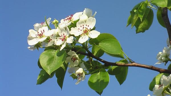 «ВЕТКА» — проверочное слово к букве «Т»