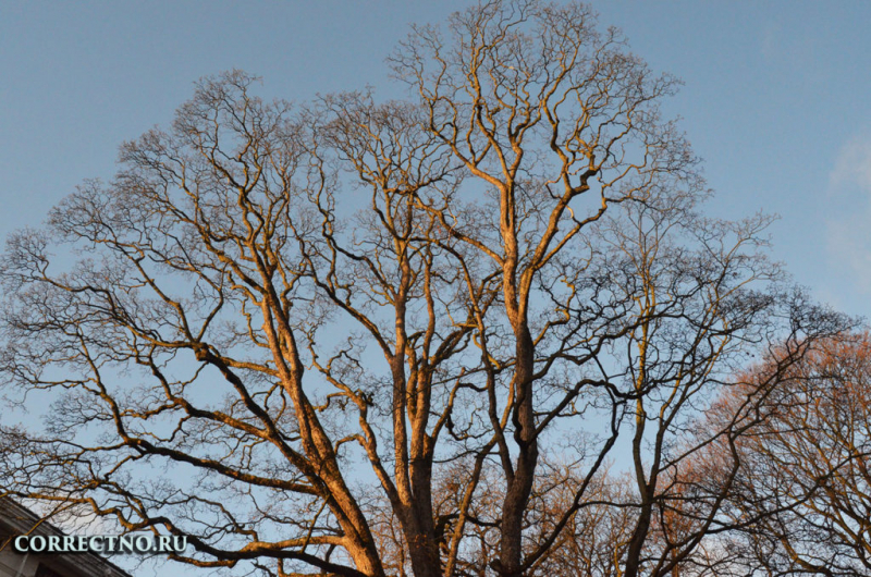 Ветреный или ветренный: как правильно пишется слово?