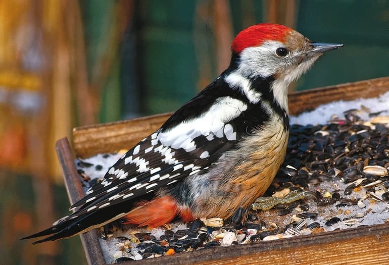 Виды дятлов &mdash; особенности строения, характеристика и примеры птиц с названиями