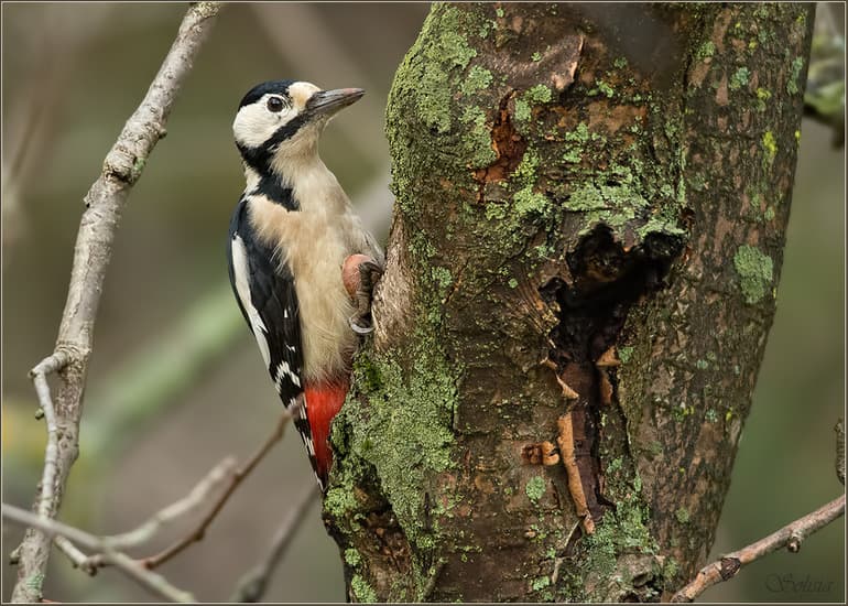 Виды дятлов &mdash; особенности строения, характеристика и примеры птиц с названиями