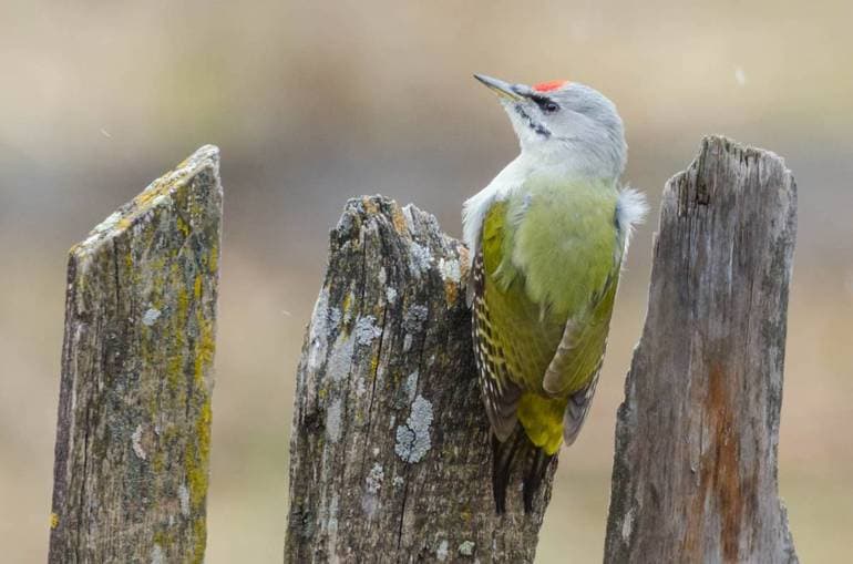 Виды дятлов &mdash; особенности строения, характеристика и примеры птиц с названиями