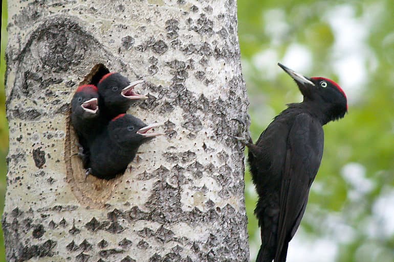 Виды дятлов &mdash; особенности строения, характеристика и примеры птиц с названиями