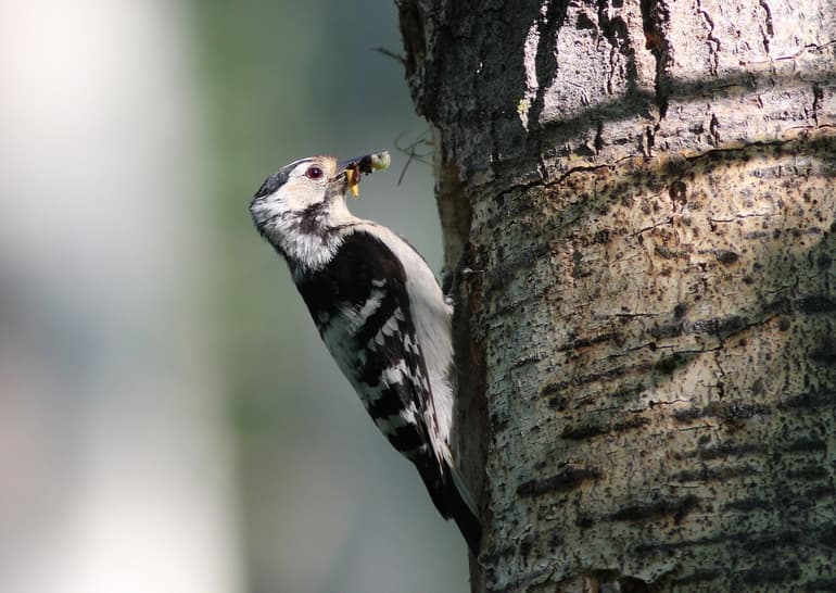 Виды дятлов &mdash; особенности строения, характеристика и примеры птиц с названиями