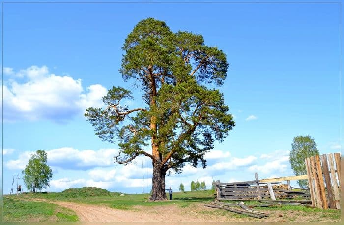 Виды растений (3 класс, окружающий мир)