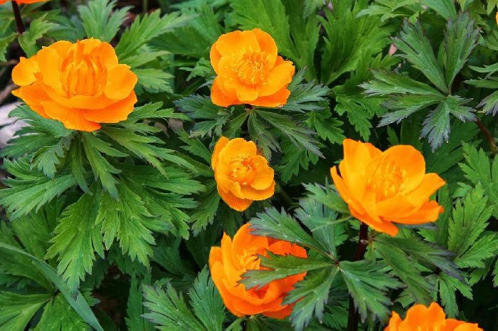 Влаголюбивые растения &ndash; признаки и примеры кракто (2 класс, окружающий мир)