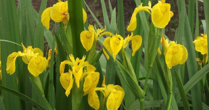 Влаголюбивые растения &ndash; признаки и примеры кракто (2 класс, окружающий мир)