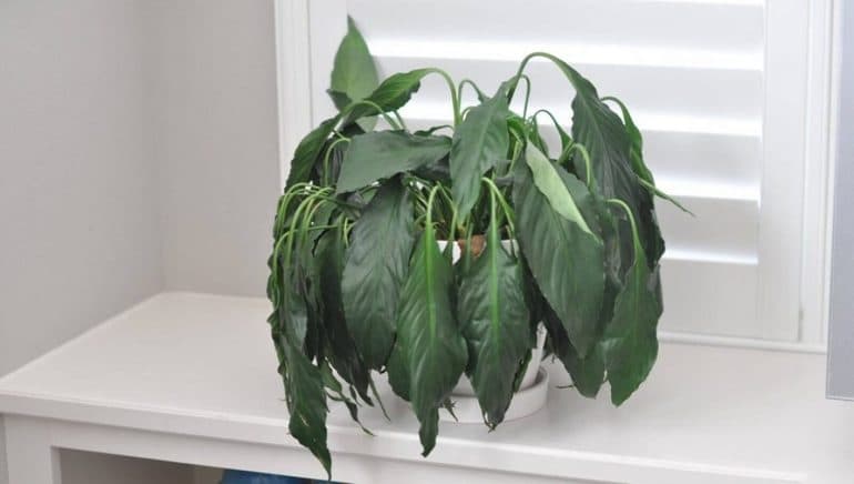 Влажность воздуха — способы определения, формулы и значение показателей