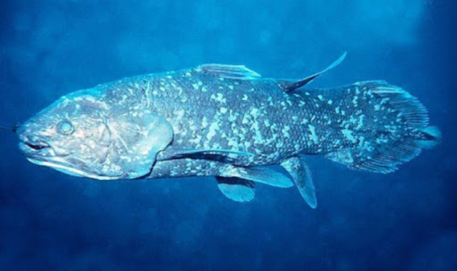 Водные животные &ndash; список животных обитающих в воде и их особенности с примерами