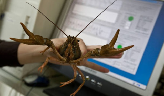 Водные животные &ndash; список животных обитающих в воде и их особенности с примерами