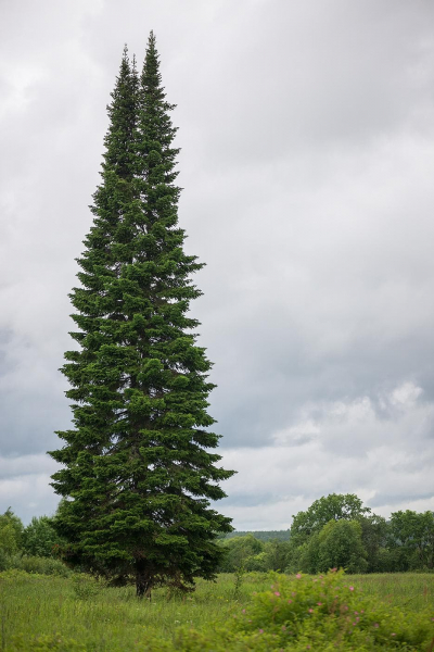 Восточная сибирь &mdash; географическое положение, общая характеристика