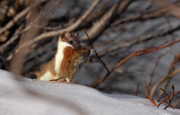 Восточно-сибирская равнина – краткая характеристика с описанием географического положения и климата