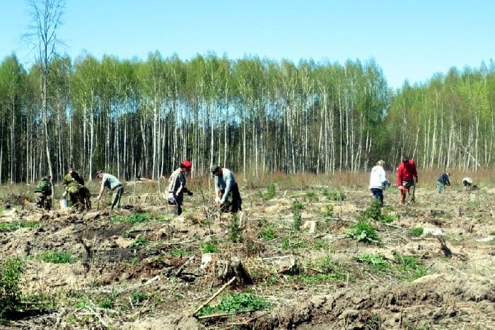 Возобновляемые ресурсы – примеры возобновимых природных ресурсов