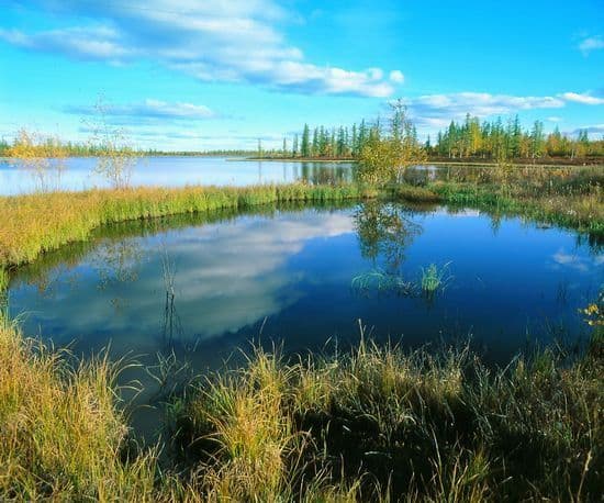 Взаимодействие общества и природы &ndash; формы, этапы развития, проблемы