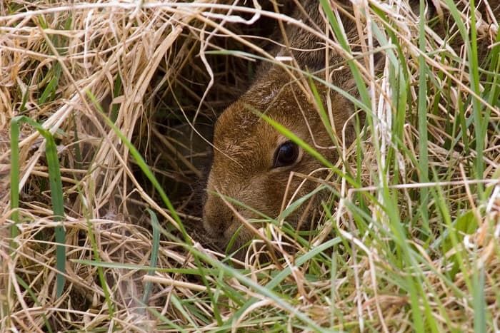 Заяц &mdash; краткая информация и описание животного, виды зайцев и их характеристики