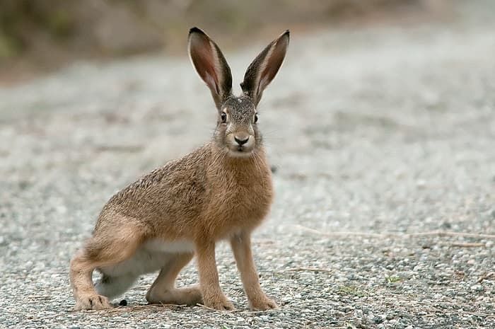 Заяц &mdash; краткая информация и описание животного, виды зайцев и их характеристики