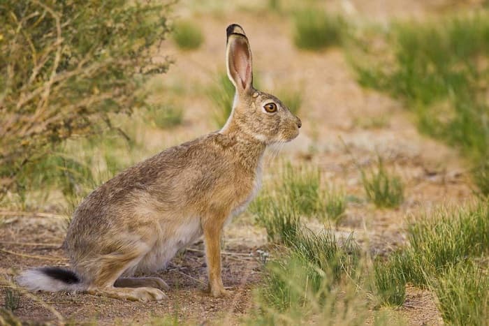 Заяц &mdash; краткая информация и описание животного, виды зайцев и их характеристики