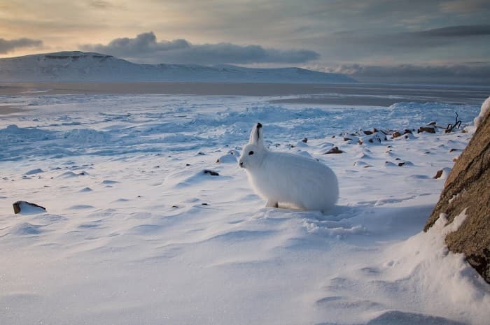 Заяц &mdash; краткая информация и описание животного, виды зайцев и их характеристики