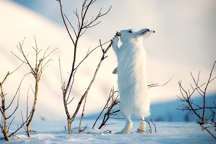 Заяц &mdash; краткая информация и описание животного, виды зайцев и их характеристики