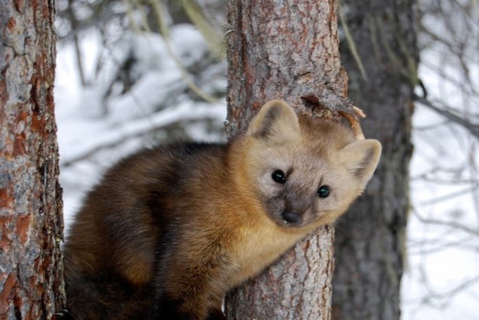 Западная Сибирь — географическое положение и общая характеристика