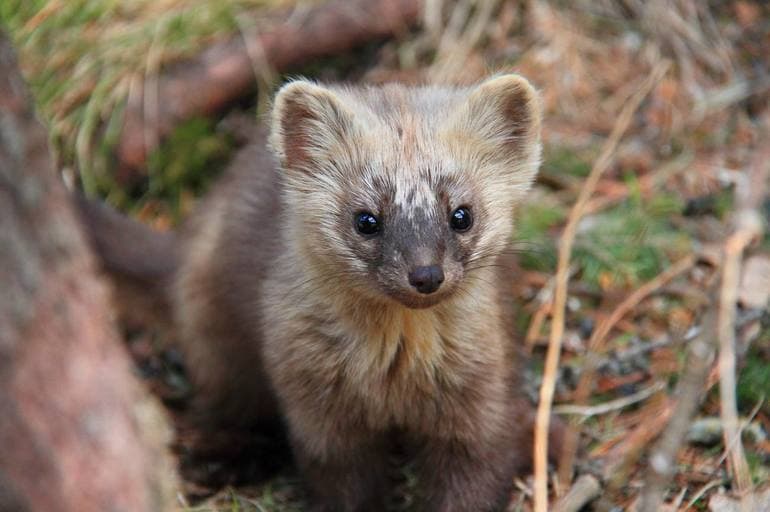 Заповедники и национальные парки России &mdash; список и описание