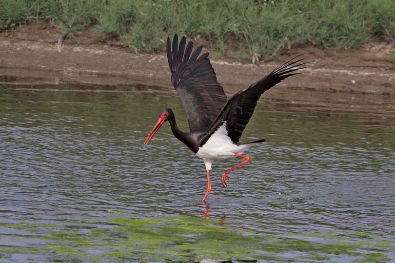Заповедники и национальные парки России &mdash; список и описание