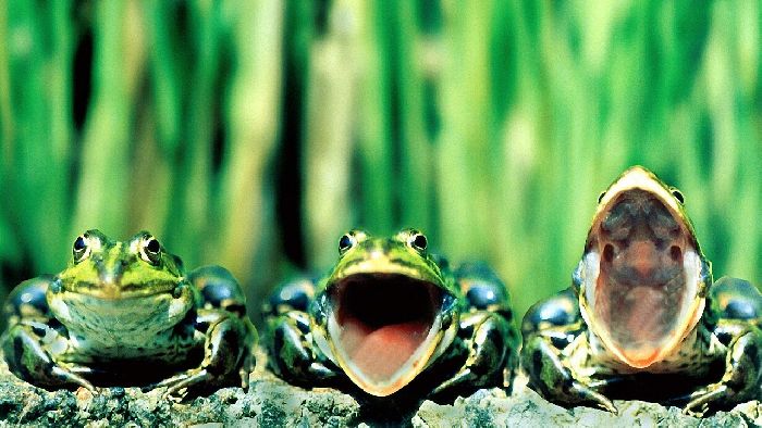 Земноводные животные &ndash; список видов животных амфибий которые относятся, примеры для сообщения и доклада (2 класс)