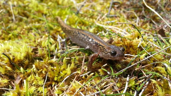 Земноводные животные &ndash; список видов животных амфибий которые относятся, примеры для сообщения и доклада (2 класс)