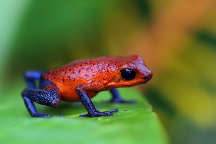 Земноводные животные &ndash; список видов животных амфибий которые относятся, примеры для сообщения и доклада (2 класс)