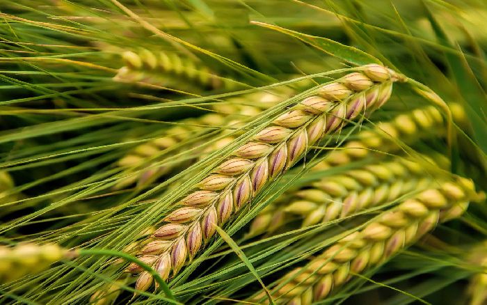 Зерновые растения &ndash; список, названия, примеры кратко (2 класс, окружающий мир)