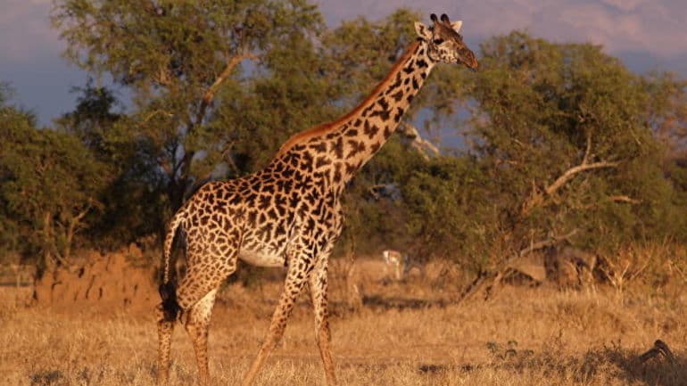 Жираф — описание, виды и питание животного