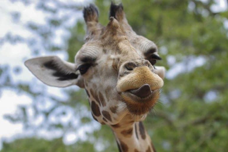 Жираф — описание, виды и питание животного
