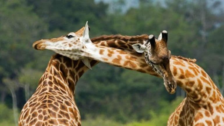 Жираф — описание, виды и питание животного