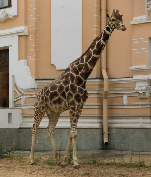 Жираф — описание, виды и питание животного