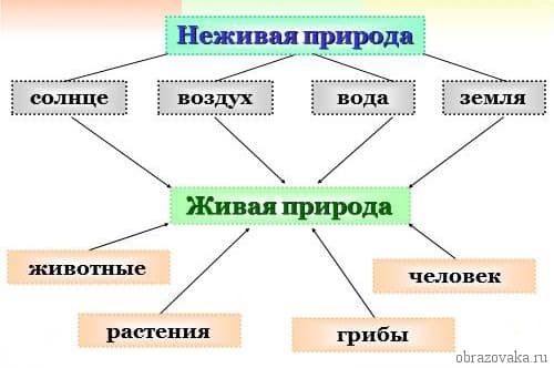 Живая и неживая природа (1 класс, окружающий мир) – примеры и особенности
