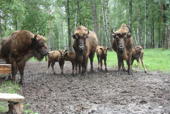 Животное зубр из Красной книги &ndash; краткое описание для детей для сообщения (2 класс)