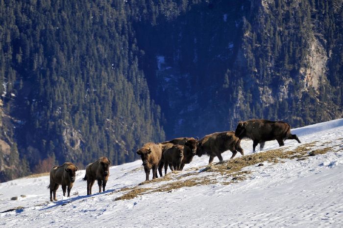 Животное зубр из Красной книги &ndash; краткое описание для детей для сообщения (2 класс)
