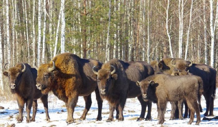 Животное зубр из Красной книги &ndash; краткое описание для детей для сообщения (2 класс)