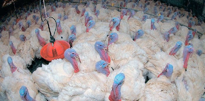 Животноводство в географии сельского хозяйства (8 класс)