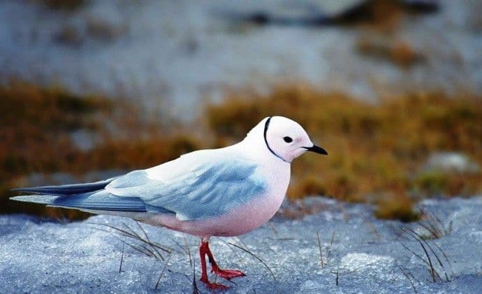 Животные Арктики &ndash; кто обитает