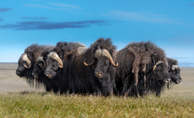 Животные Арктики &ndash; кто обитает