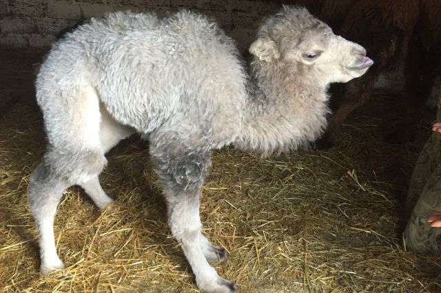 Животные и их детеныши – как называются дети животных кратко (окружающий мир)